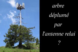 le pin se meurt sous l'antenne relai